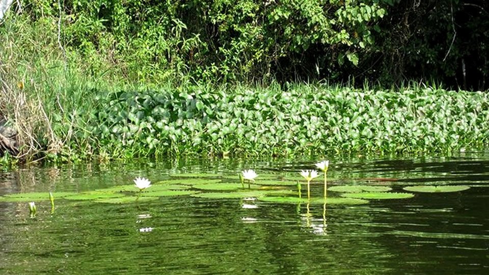 Vive la experiencia de explorar la selva de los Tuxtlas