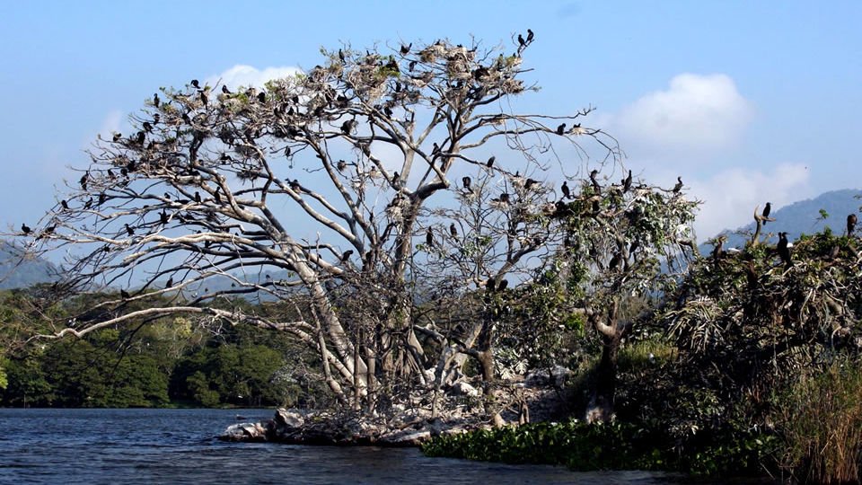 Vive la experiencia de observar las aves en Catemaco